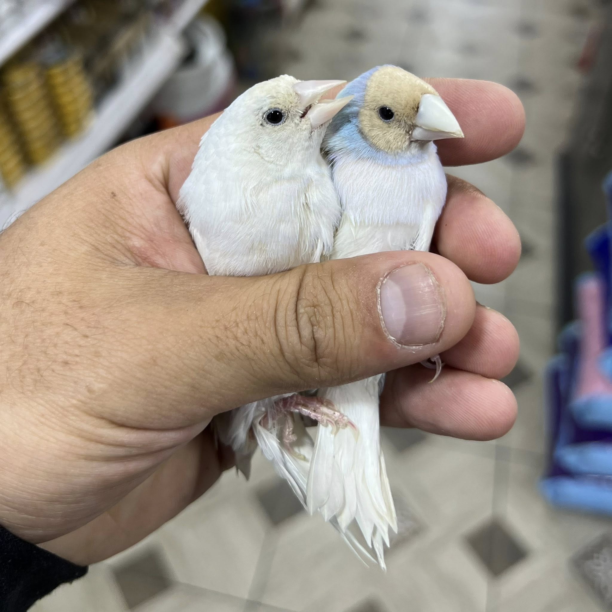 جوزين جولدين