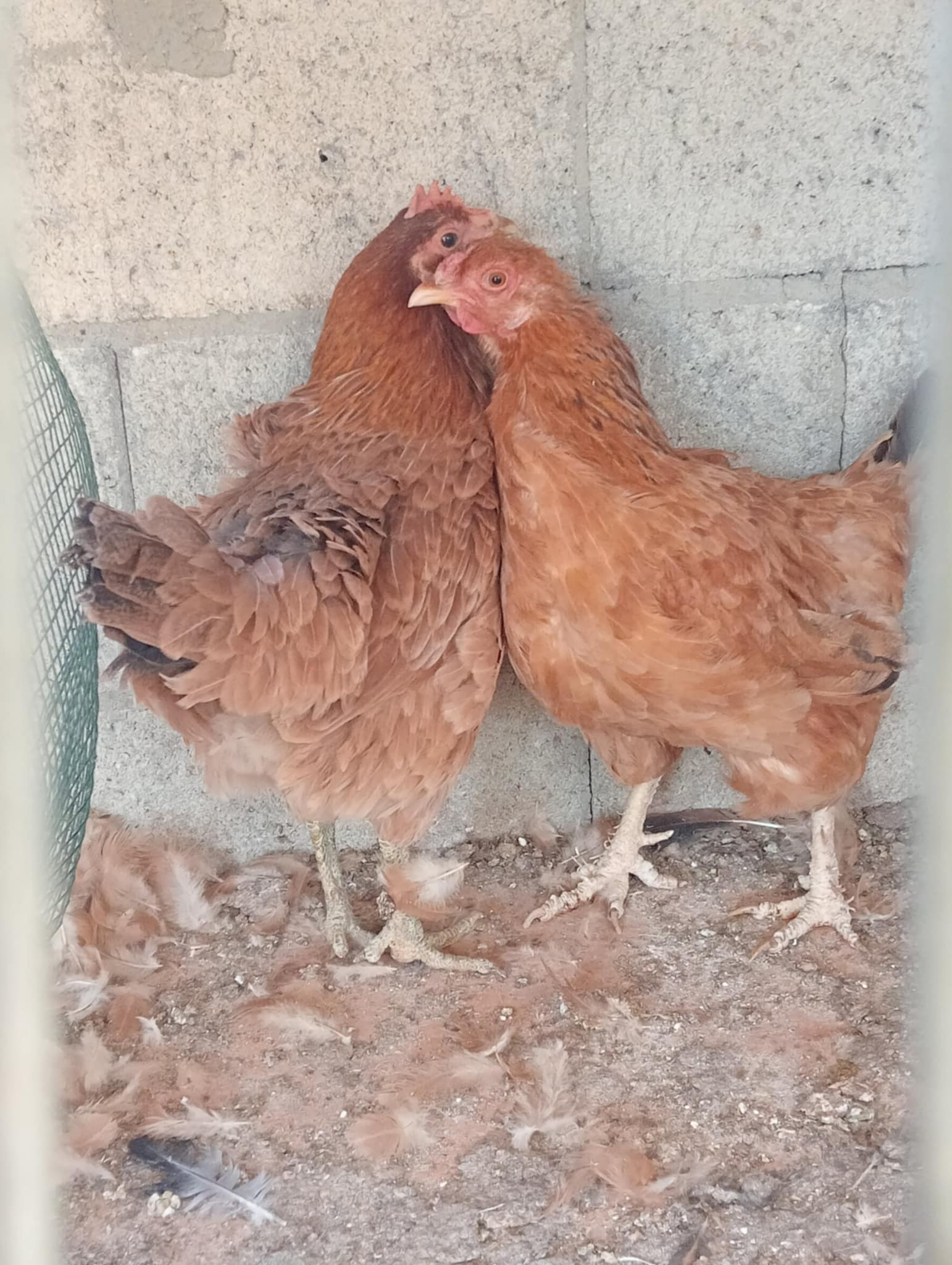 15 دجاجة بلديات