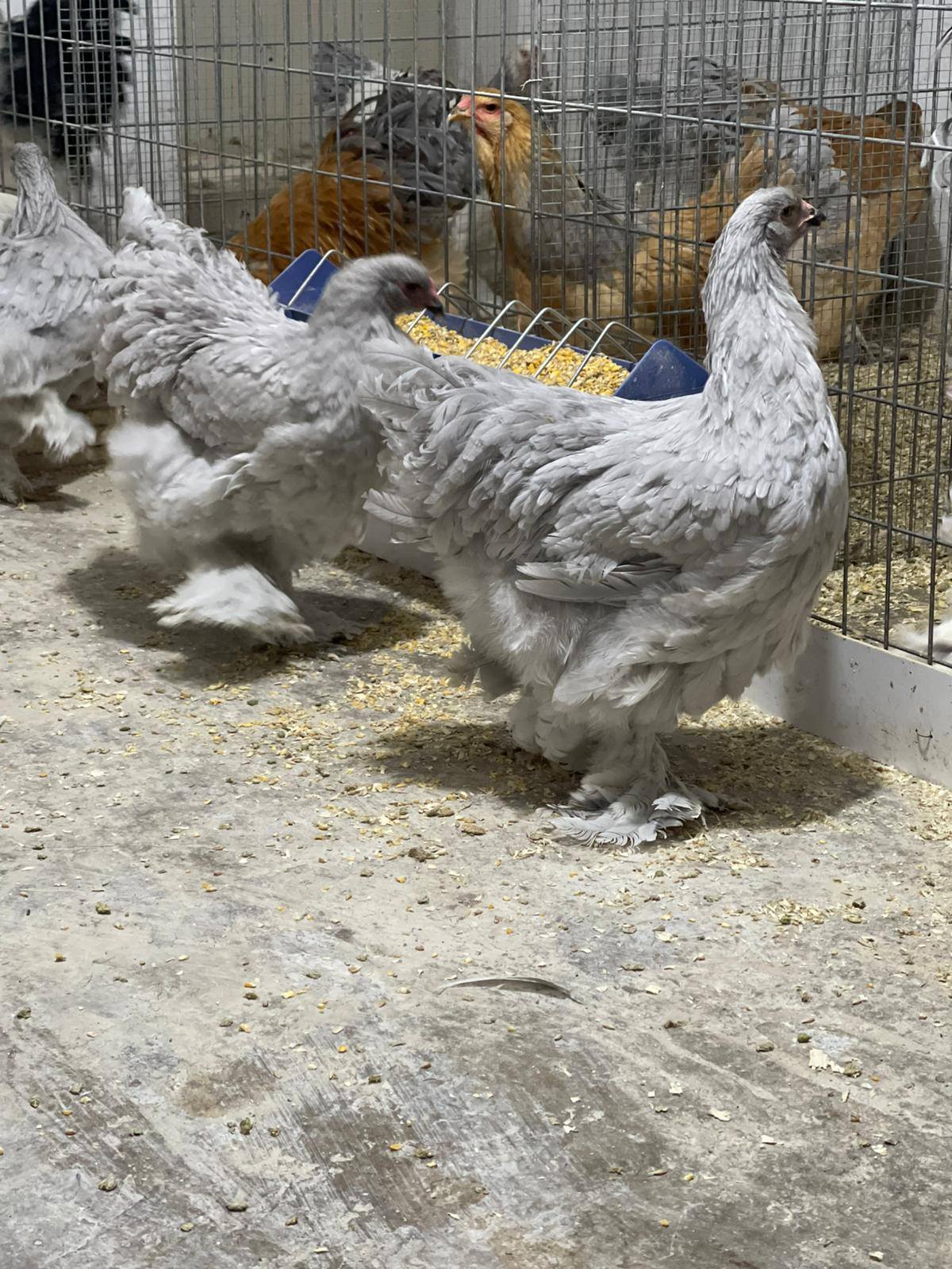 براهما لافندر بعمر 5 شهور