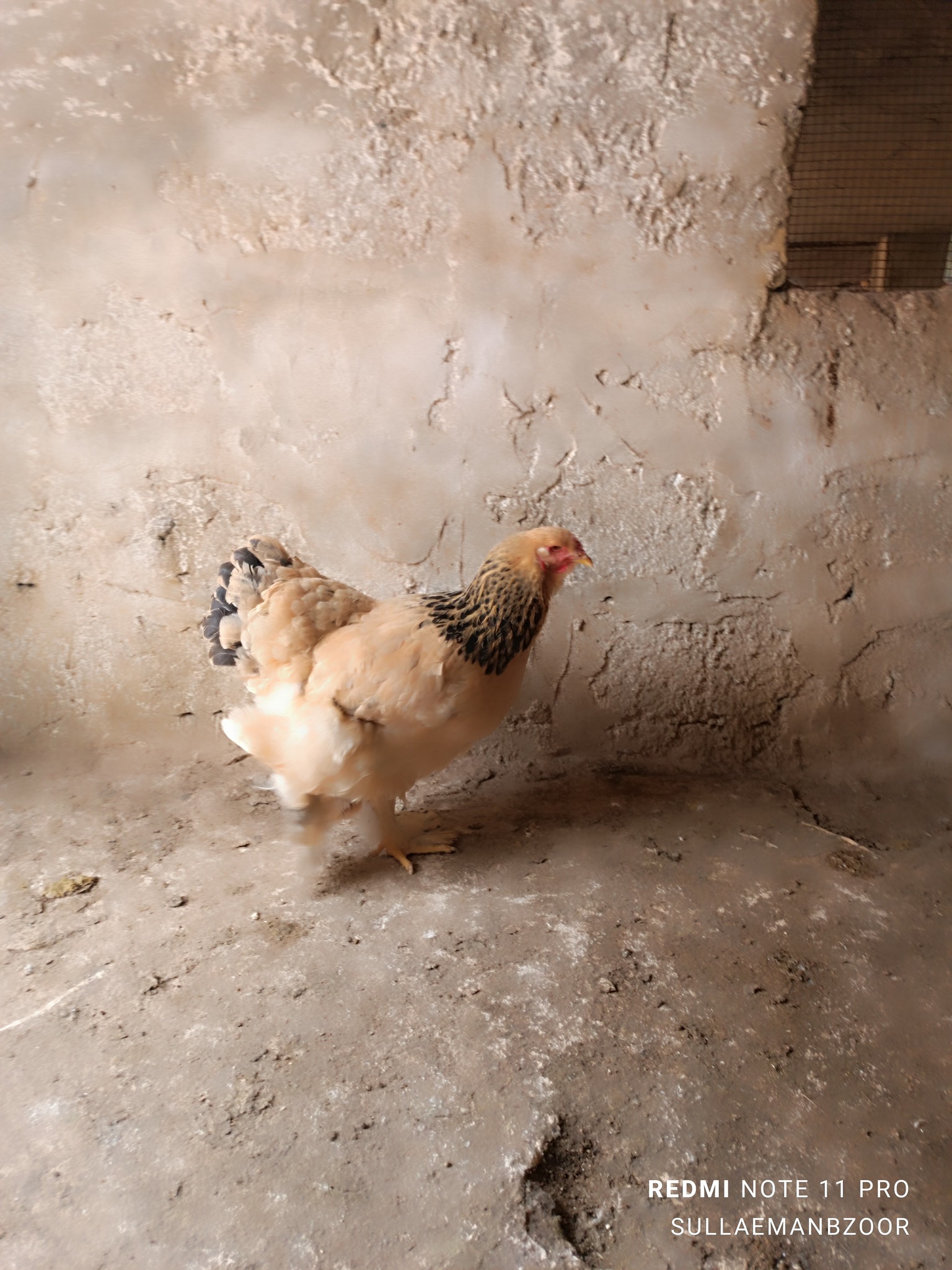 جاجتين وديك برهومي