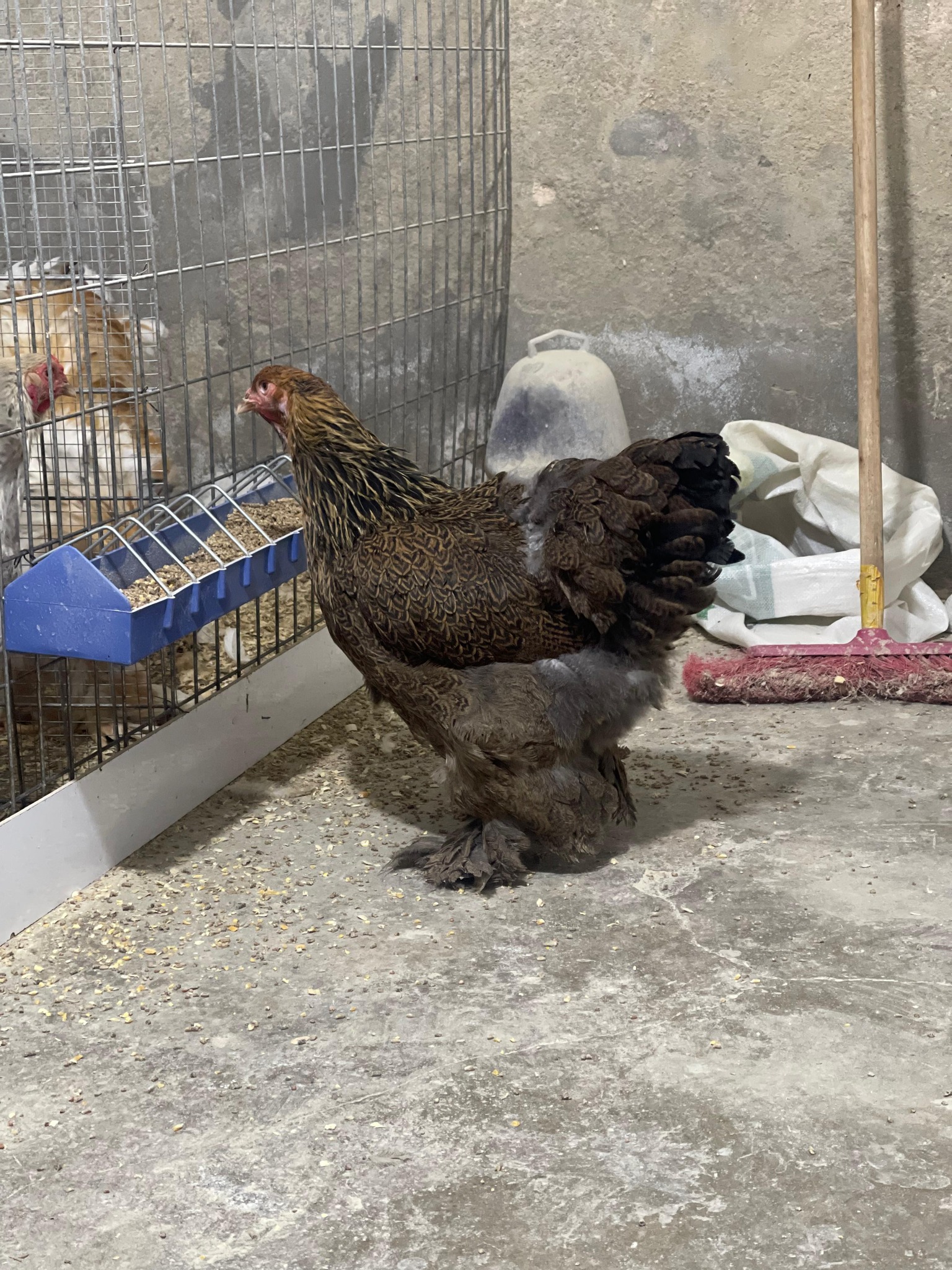 جوز براهما حجلي