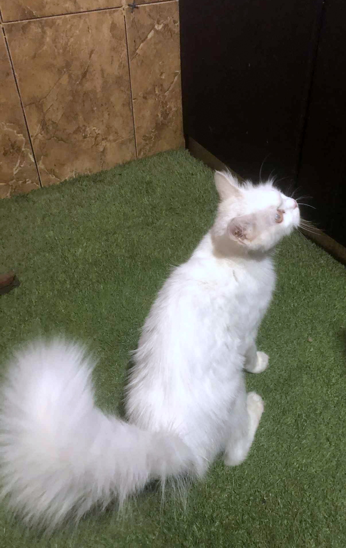 ذكر وأنثى و5 قطط صغار