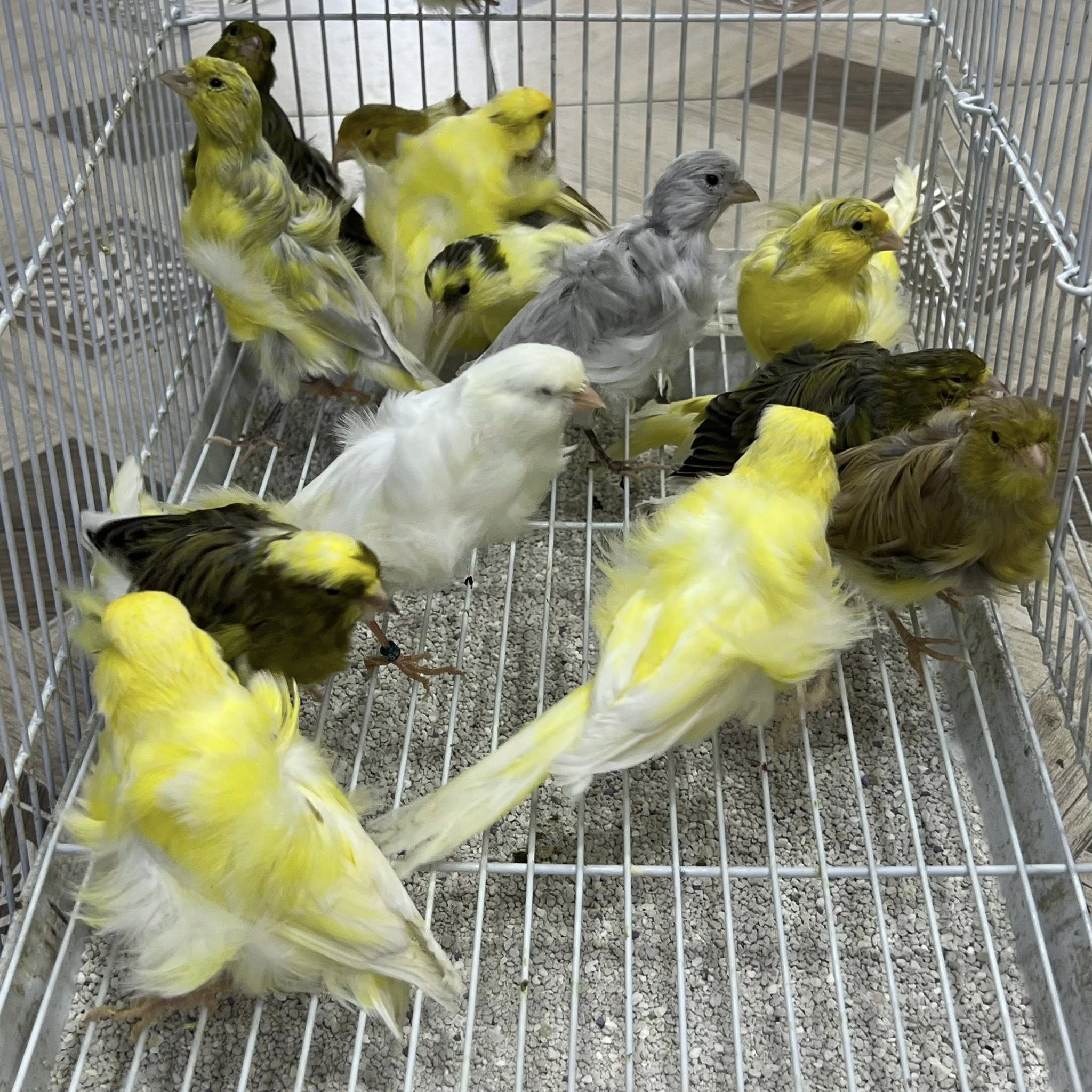 طيور هولندية شمالية