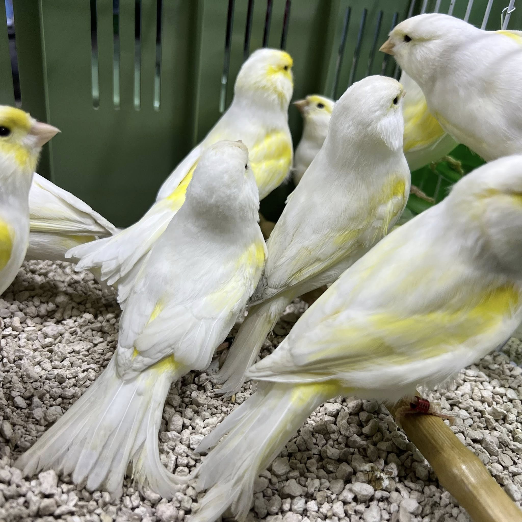 طيور ديمورفك موزاييك أصفر