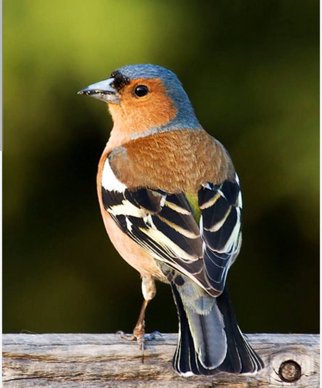 أربع جواز حسون