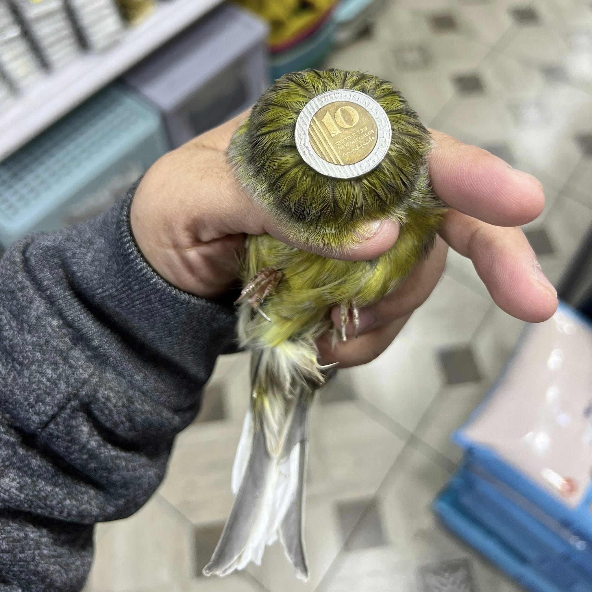 جوز كناري كرست