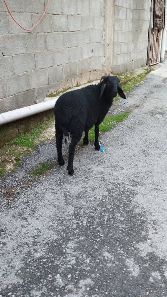 خروف عمرو 3 شهور ونص