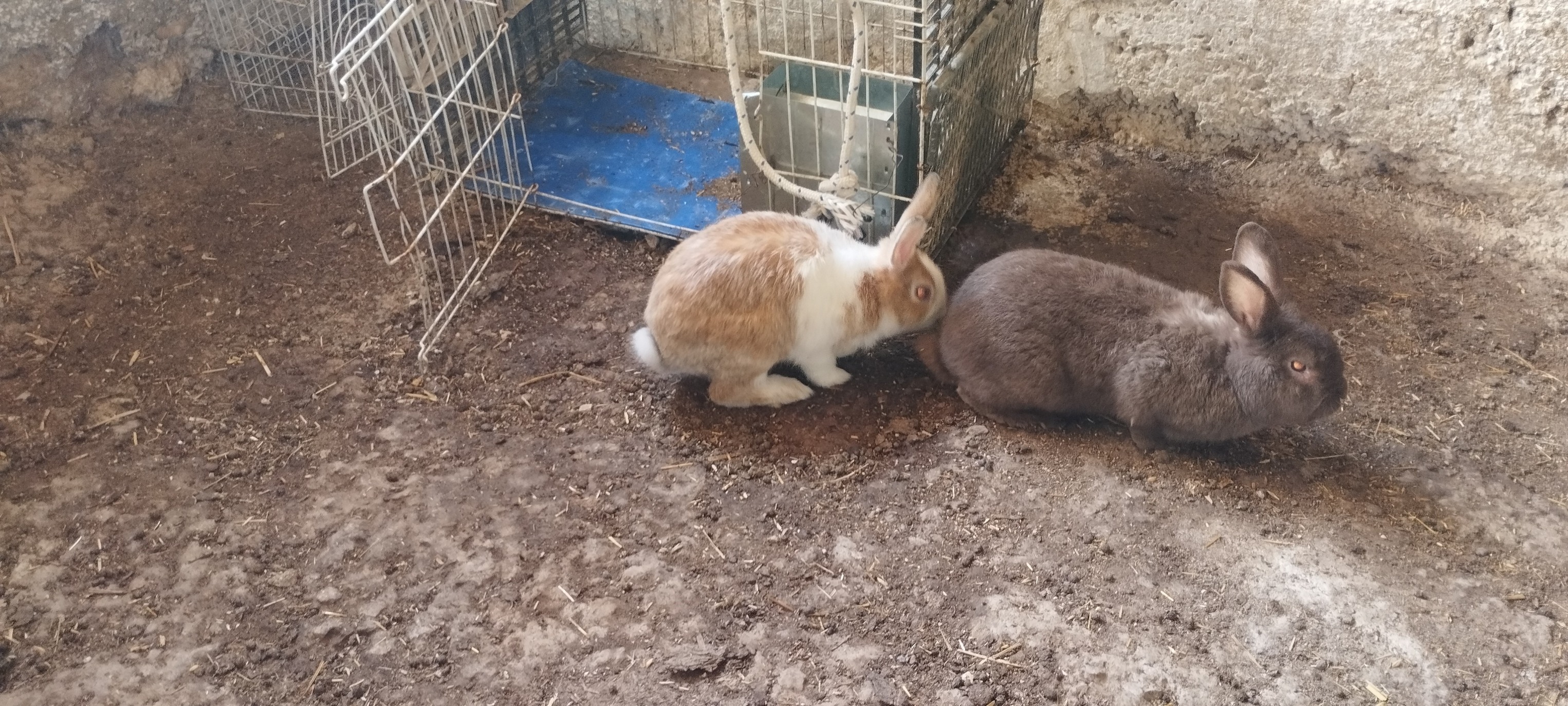 مجموعة متنوعة من الأرانب