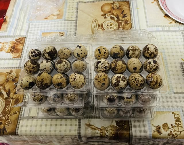 بيض فري تكساس