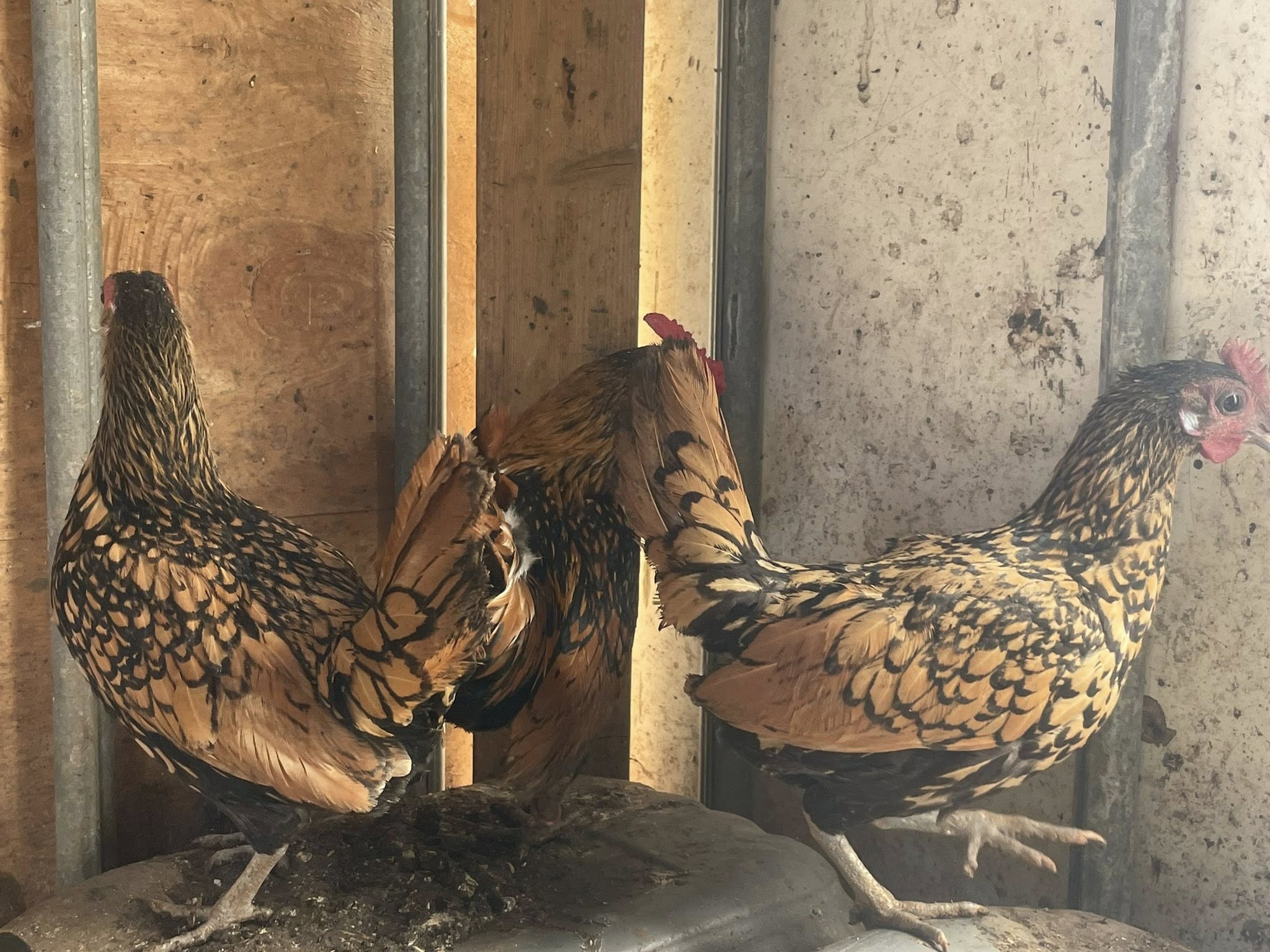 فروجتين مع ديك سبرايت