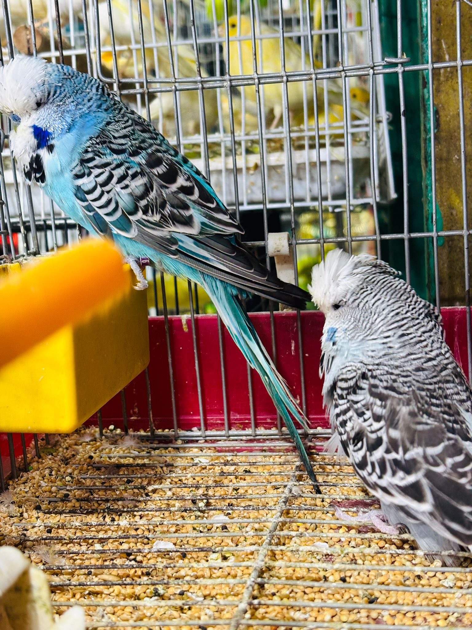 جوز توكي انجليزي أصلي مستوى حلو