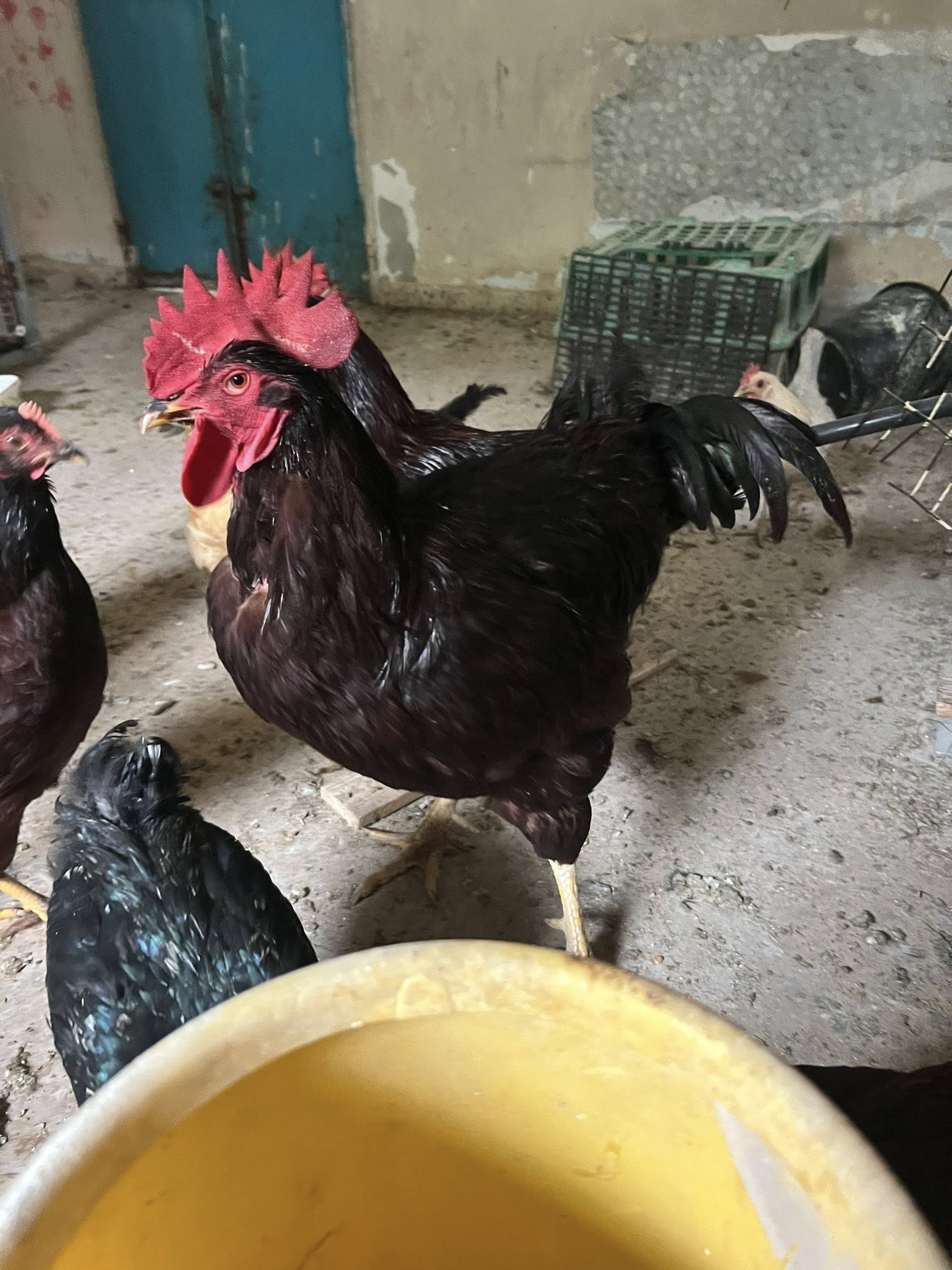 أنواع مختلفة من الدجاج والديوك