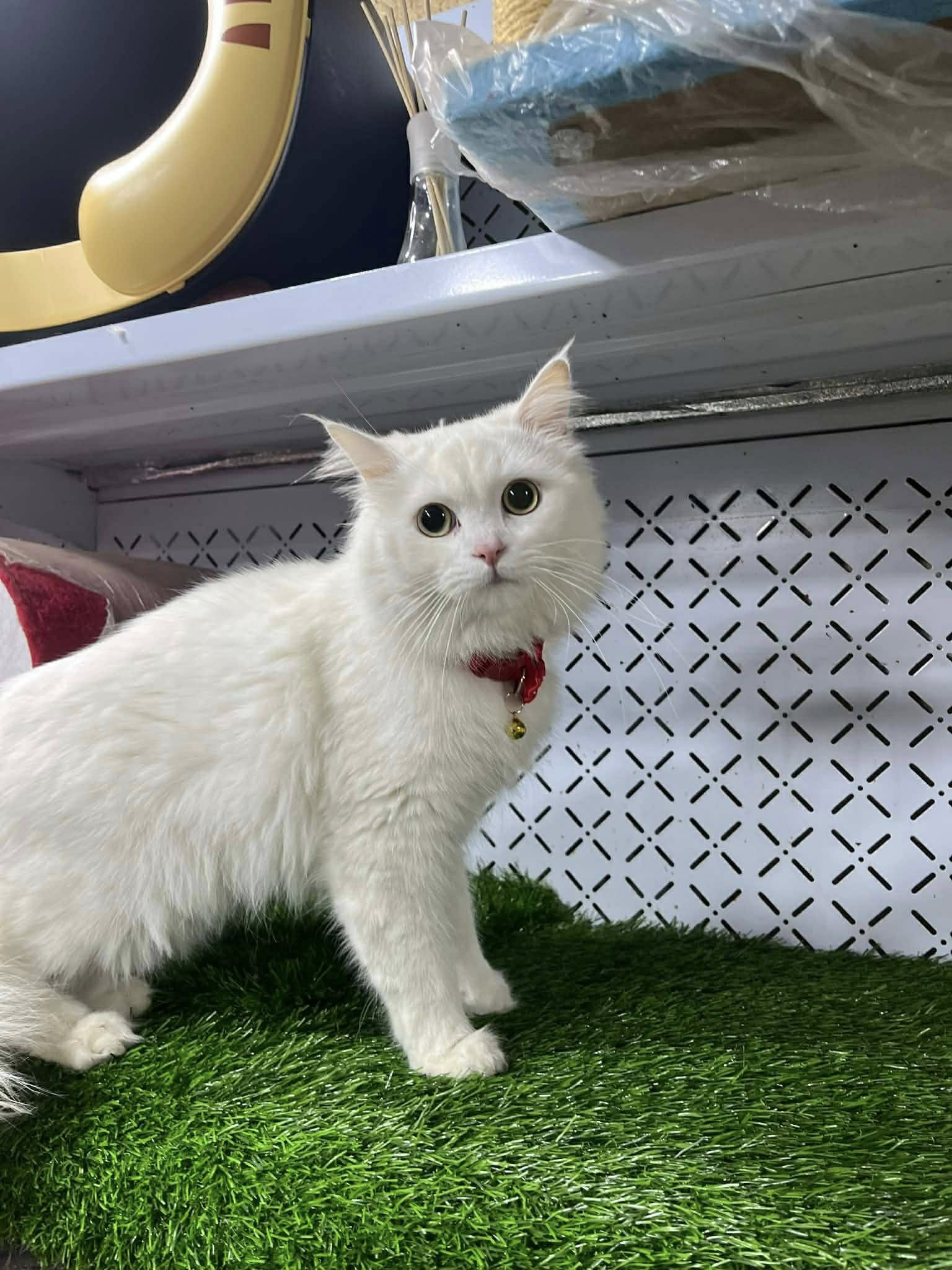 ذكر شيرازي للتبني