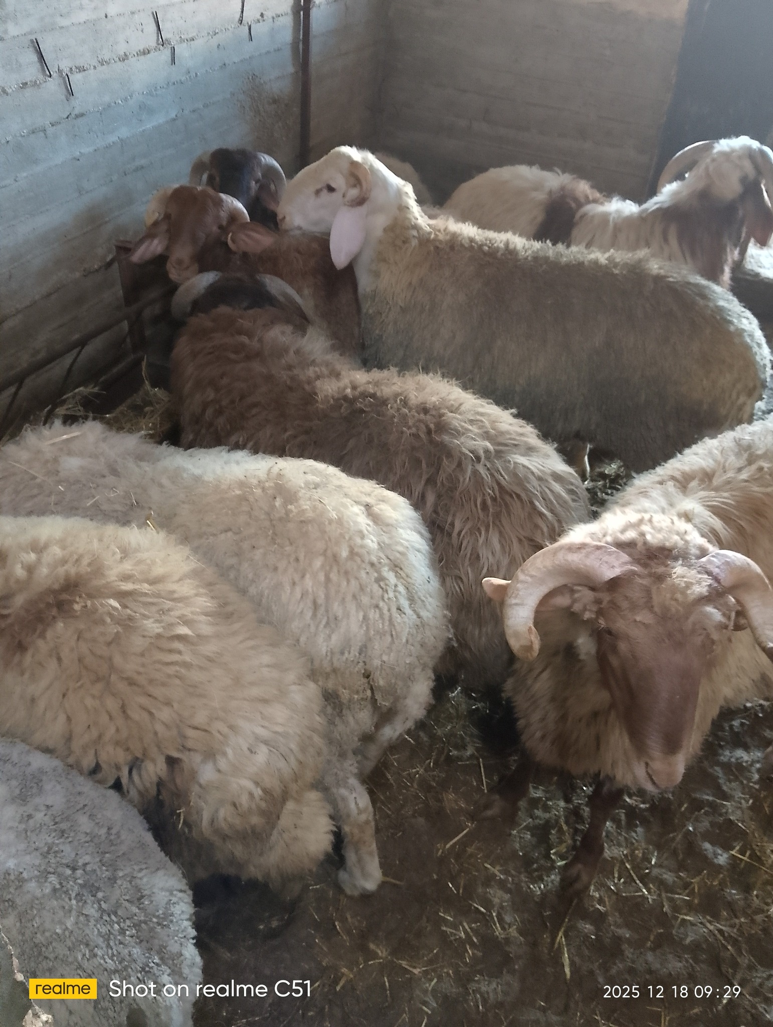 10 خرفان ذكور