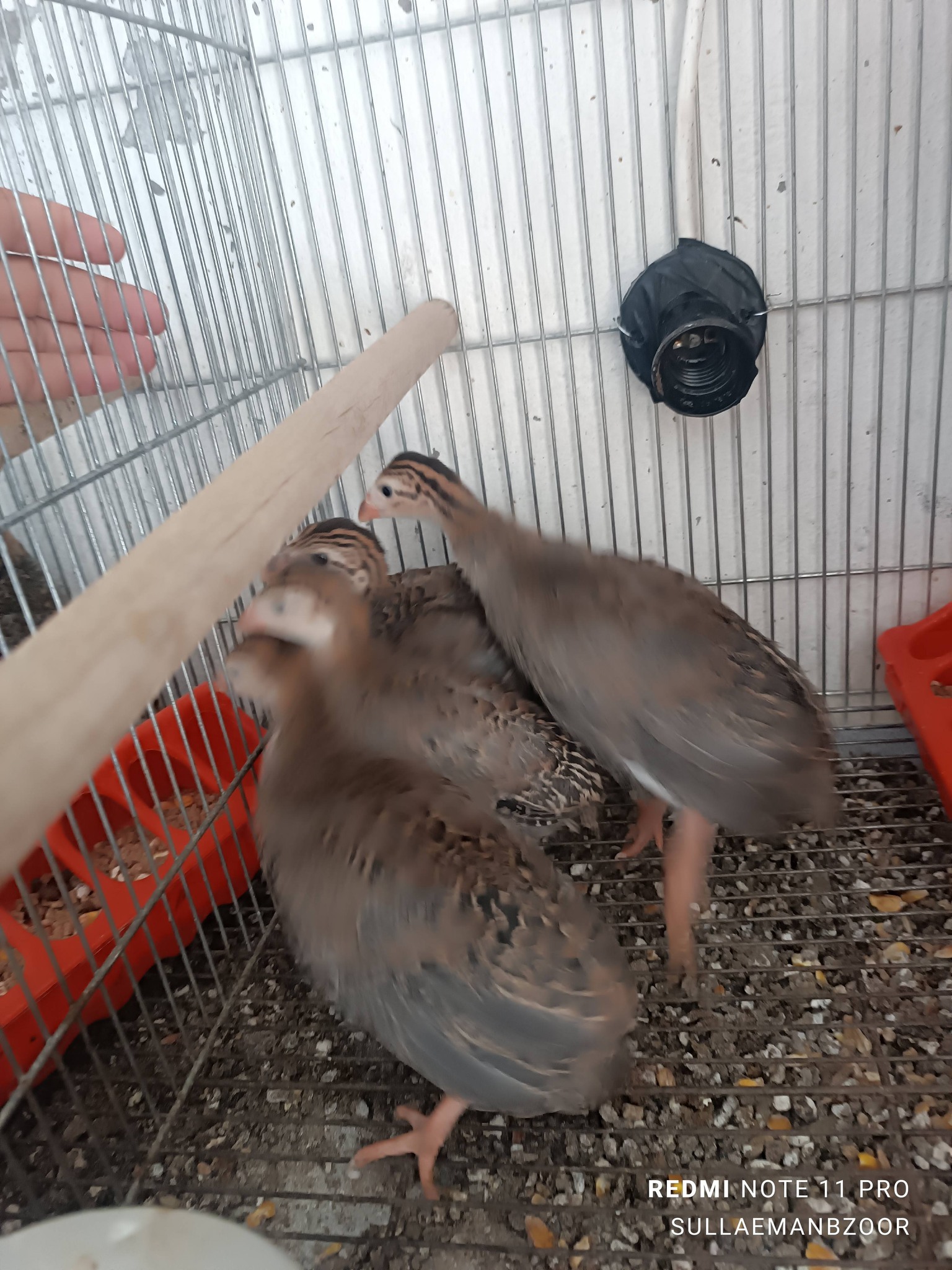 جوزين فرعوني