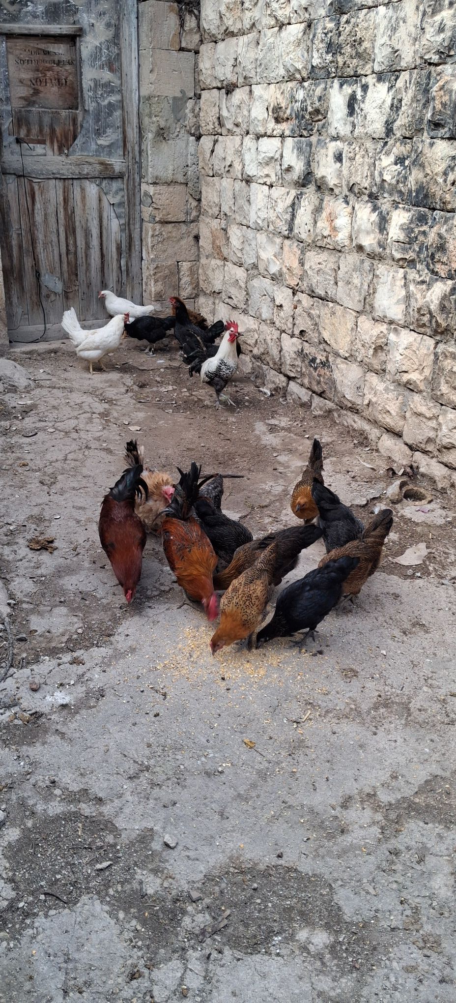 5 فرخات وديك فيومي ذهبي