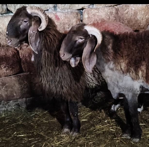 خرفان أكباش حمر