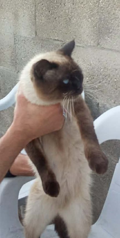 قطين ذكر وأنثى