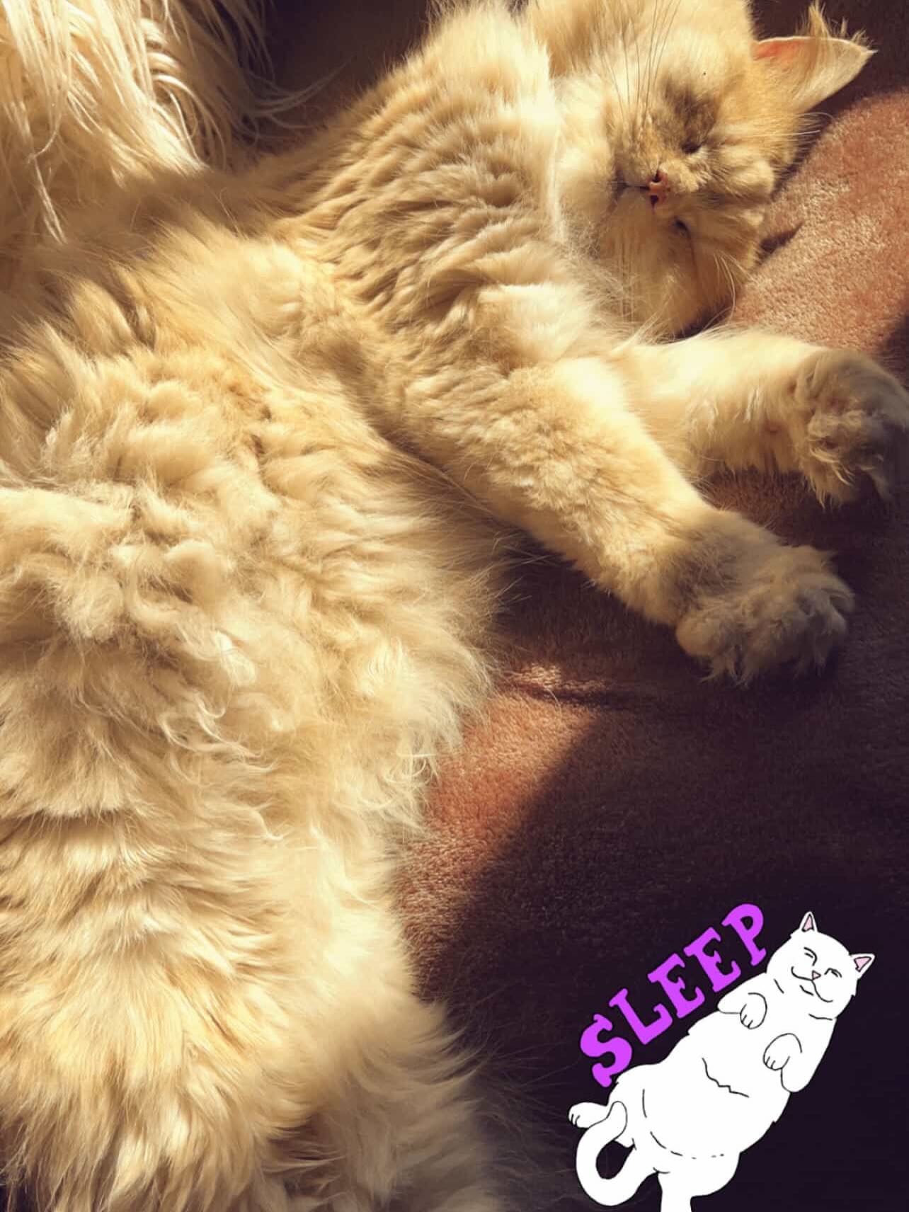 قط شيرازي مكس للتبني