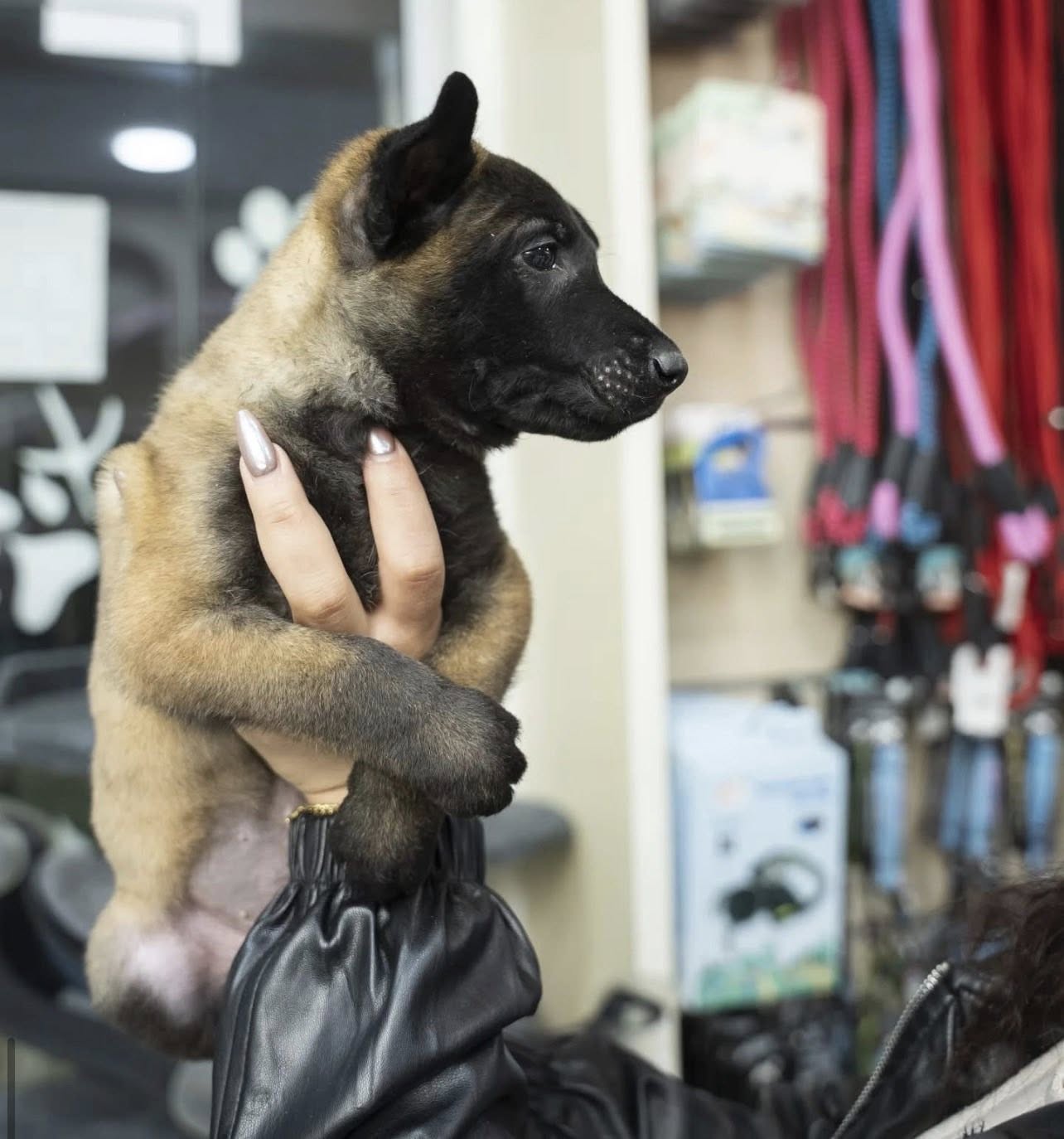 كلاب مالينوس