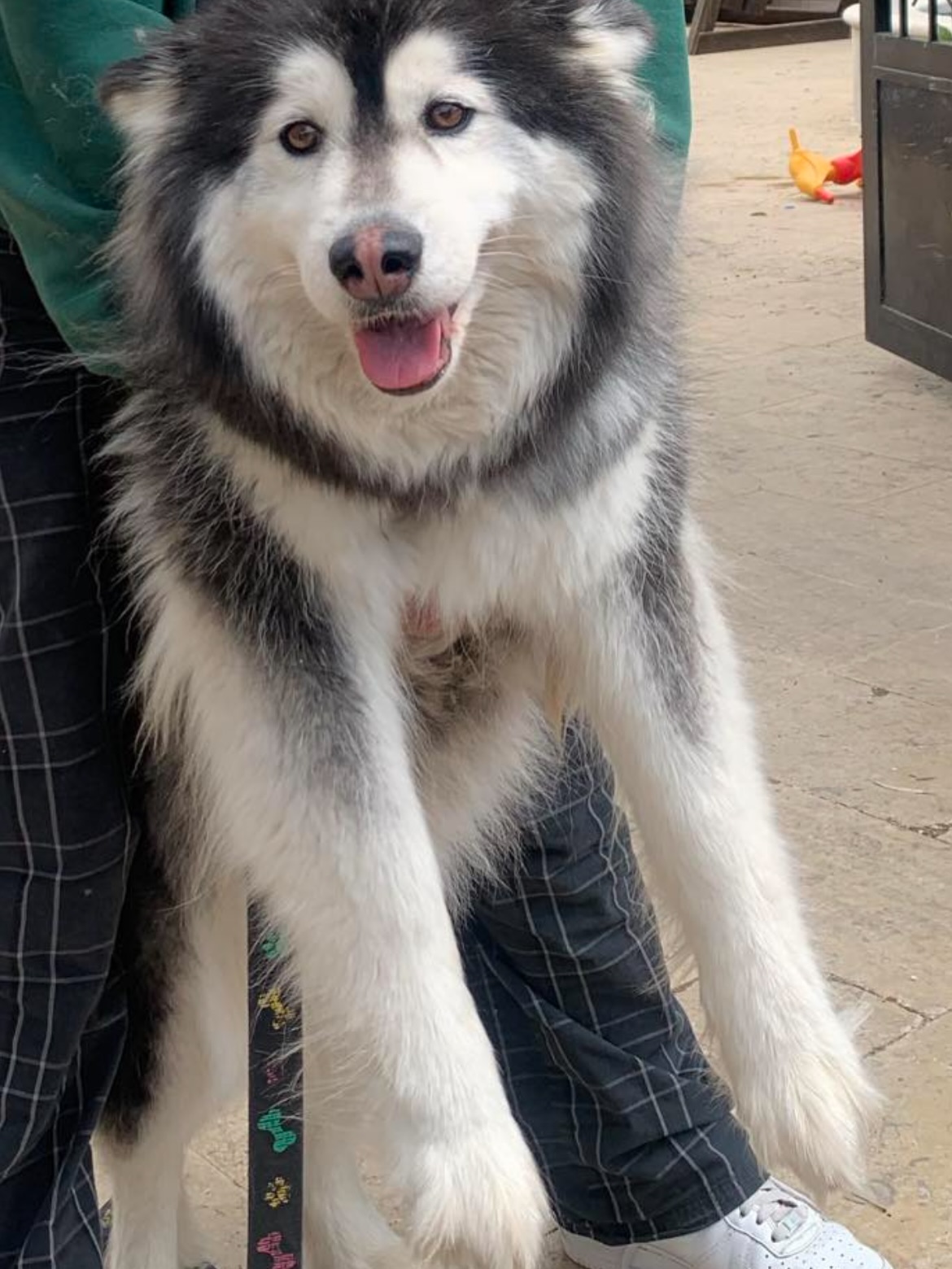 هاسكي للتبني