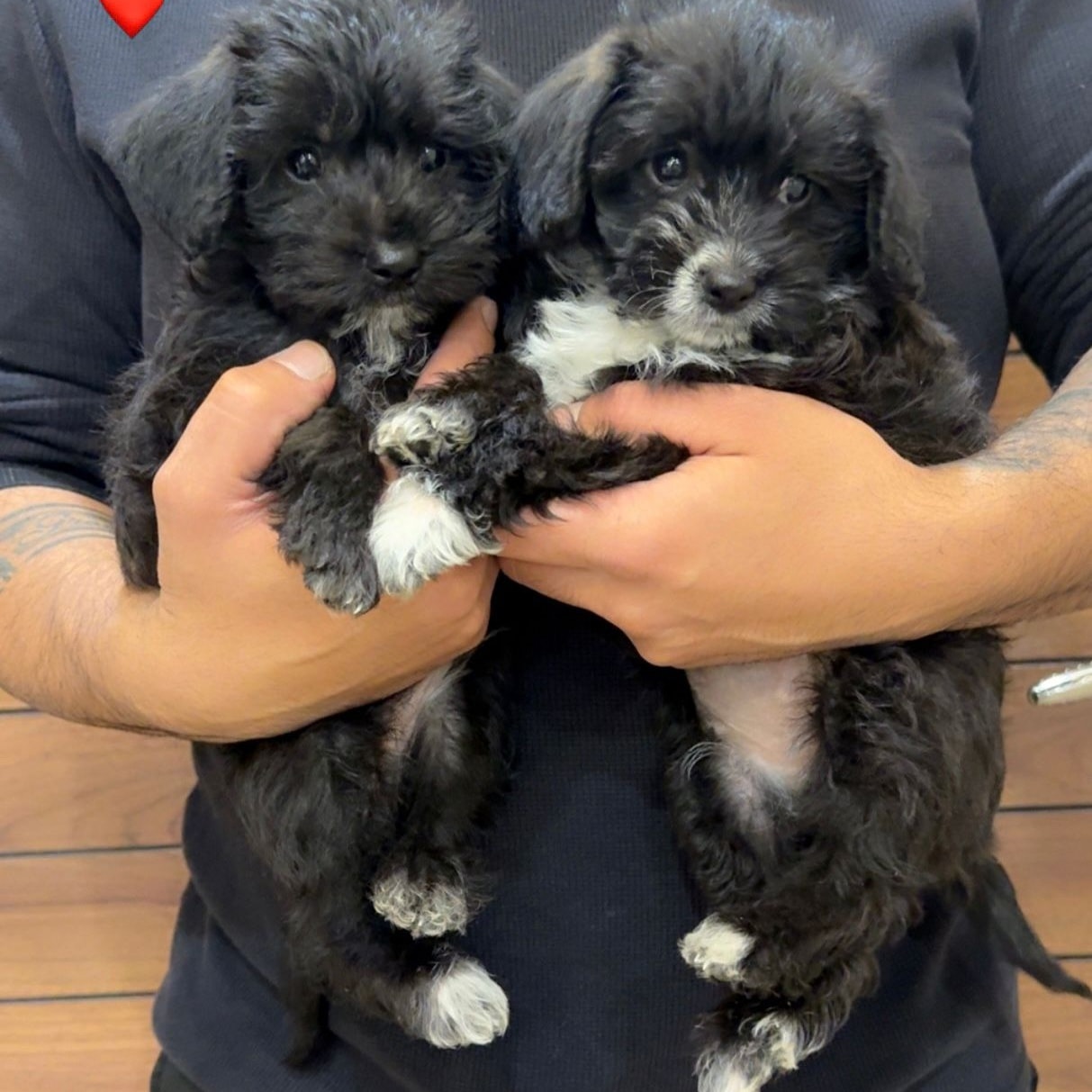 انثى مالتيبو