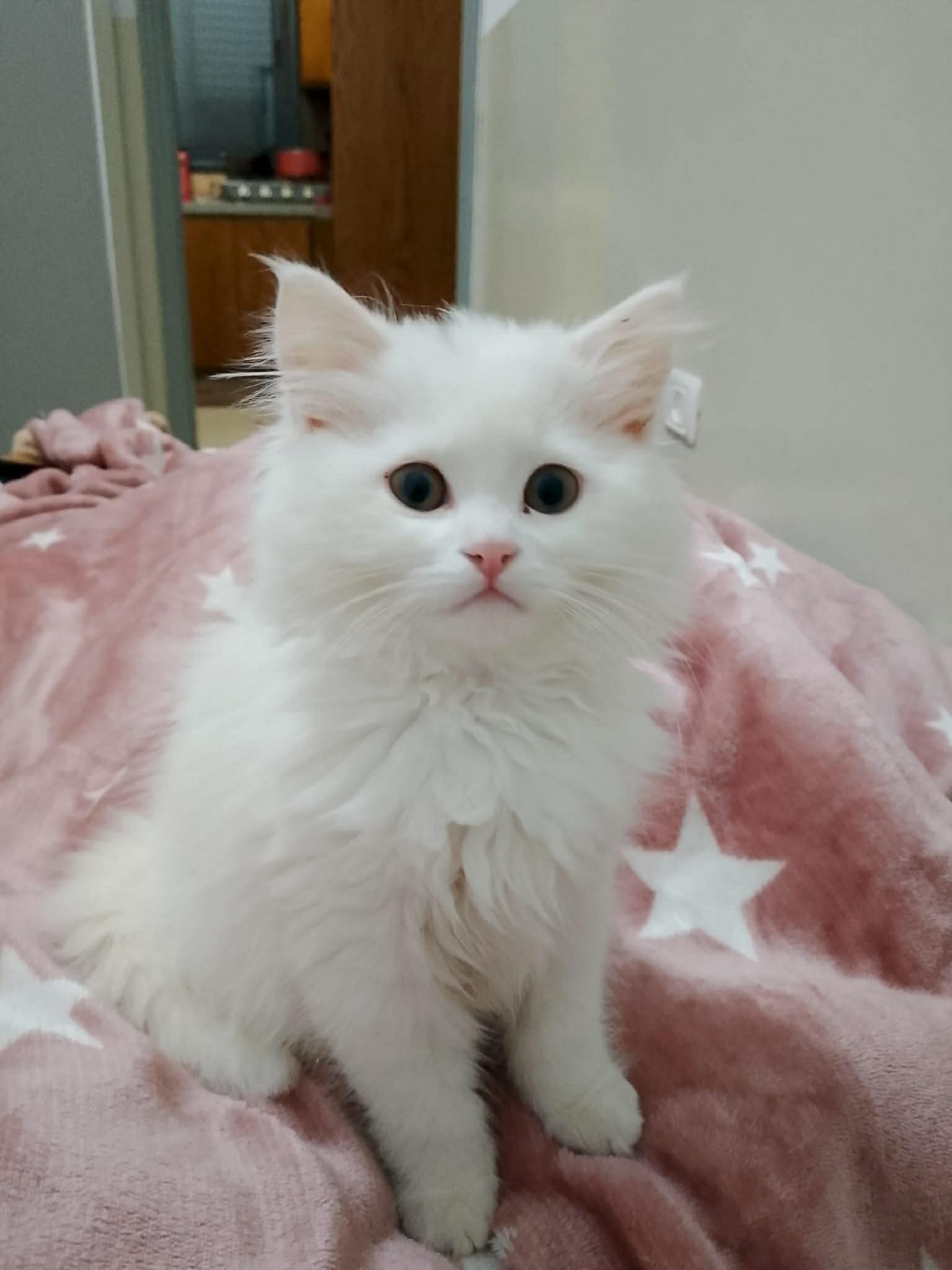 أنثى شيرازي