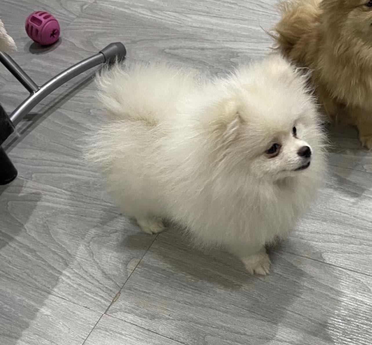 ذكر بوميرينيان