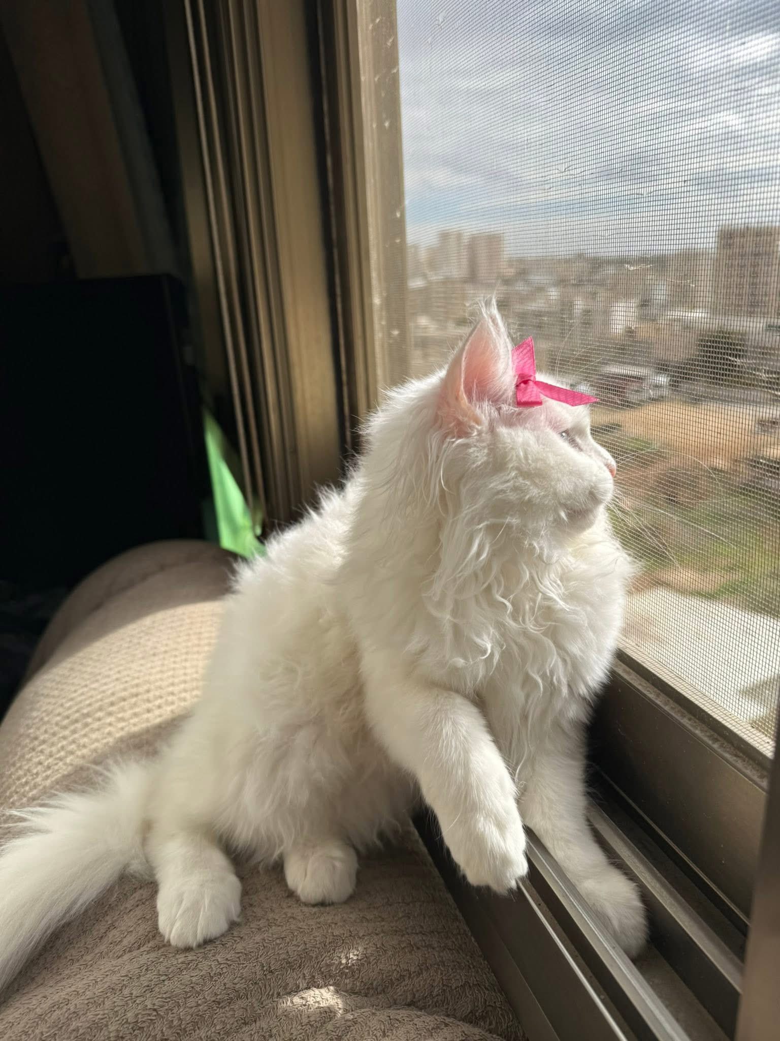 أنثى شيرازي