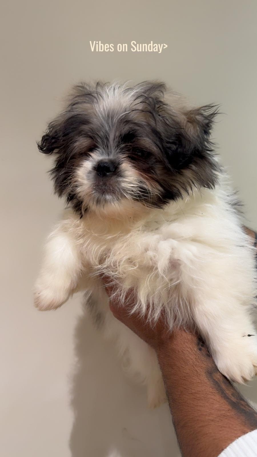 ذكر شيتسو أوكراني