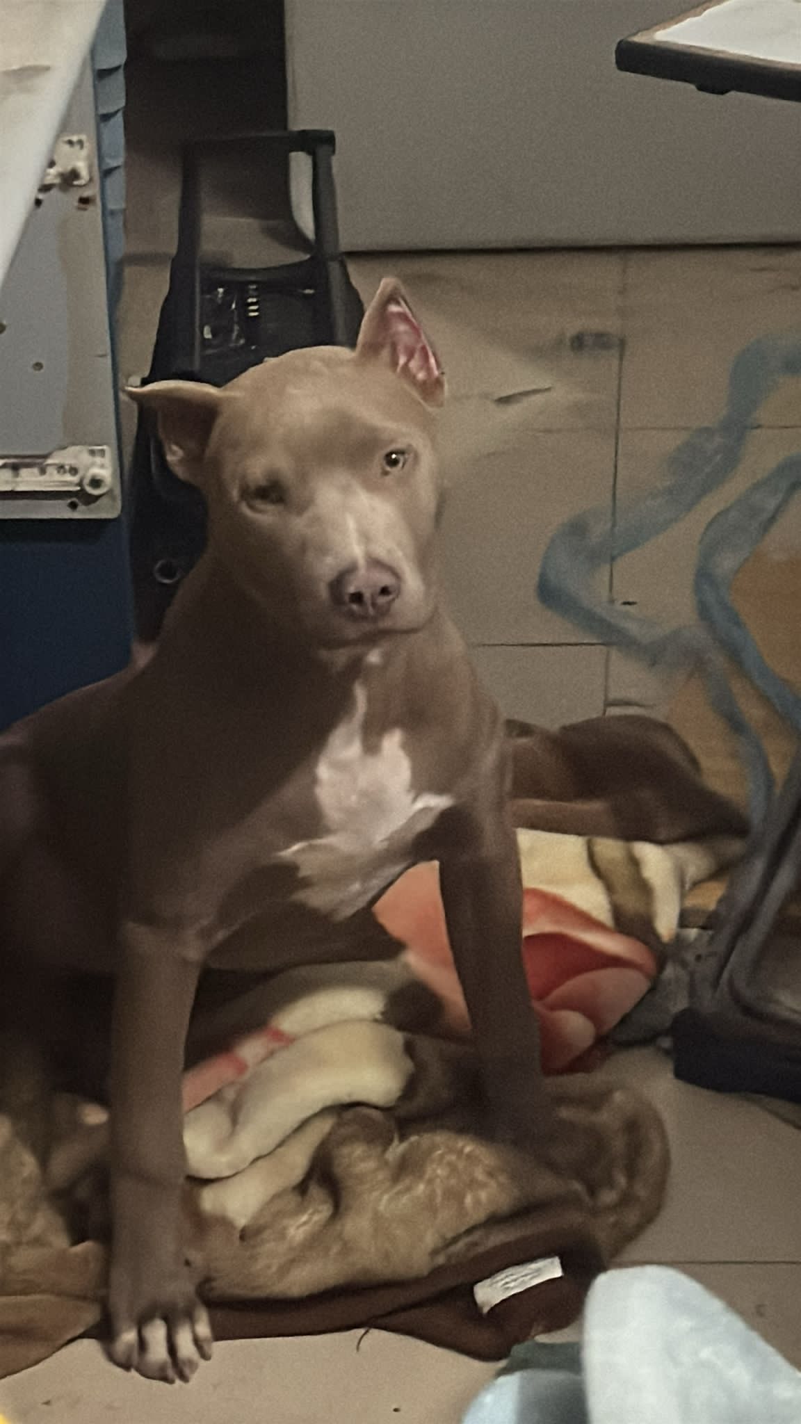 بيتبول ريد نويس