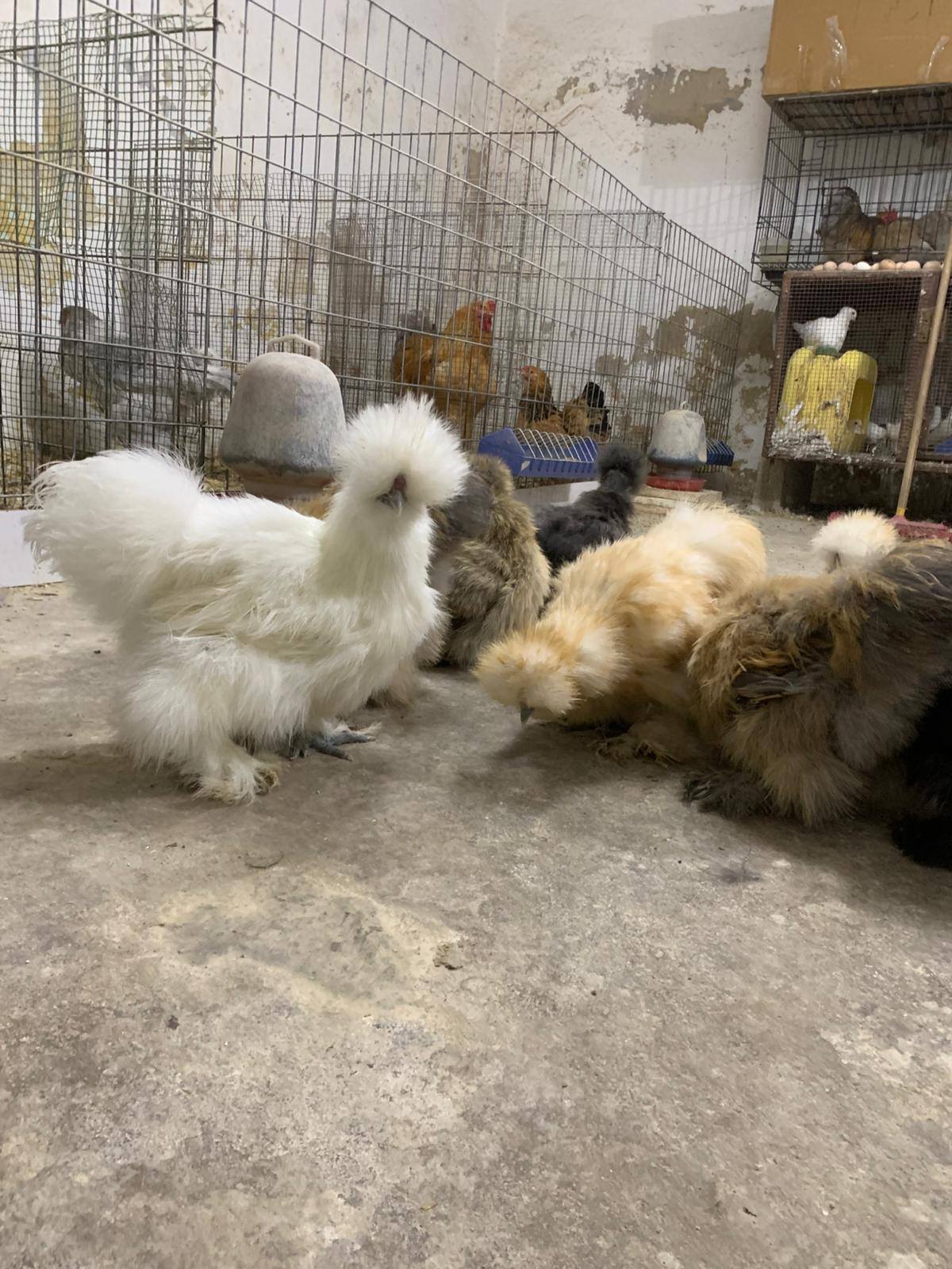 قطني امريكي