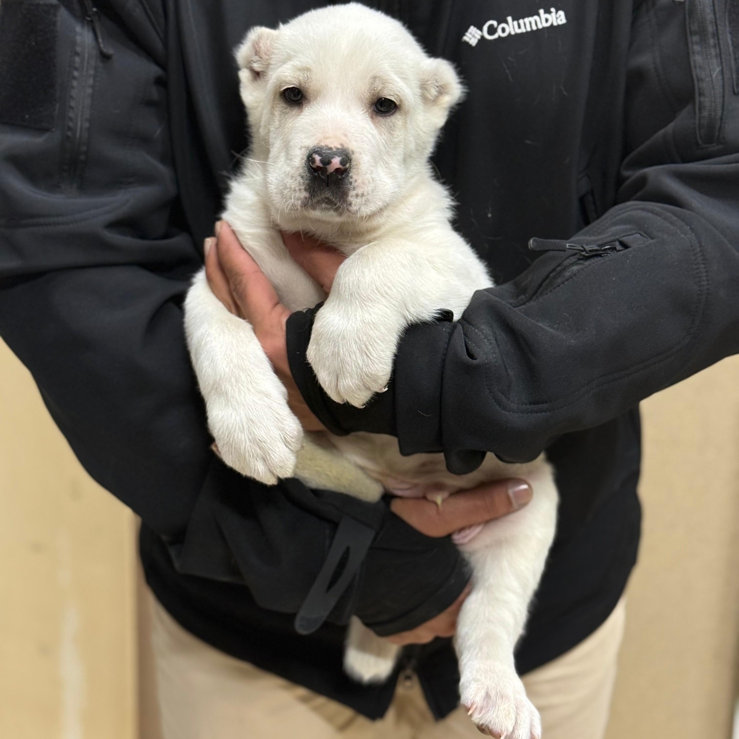 جرو الآلاباي