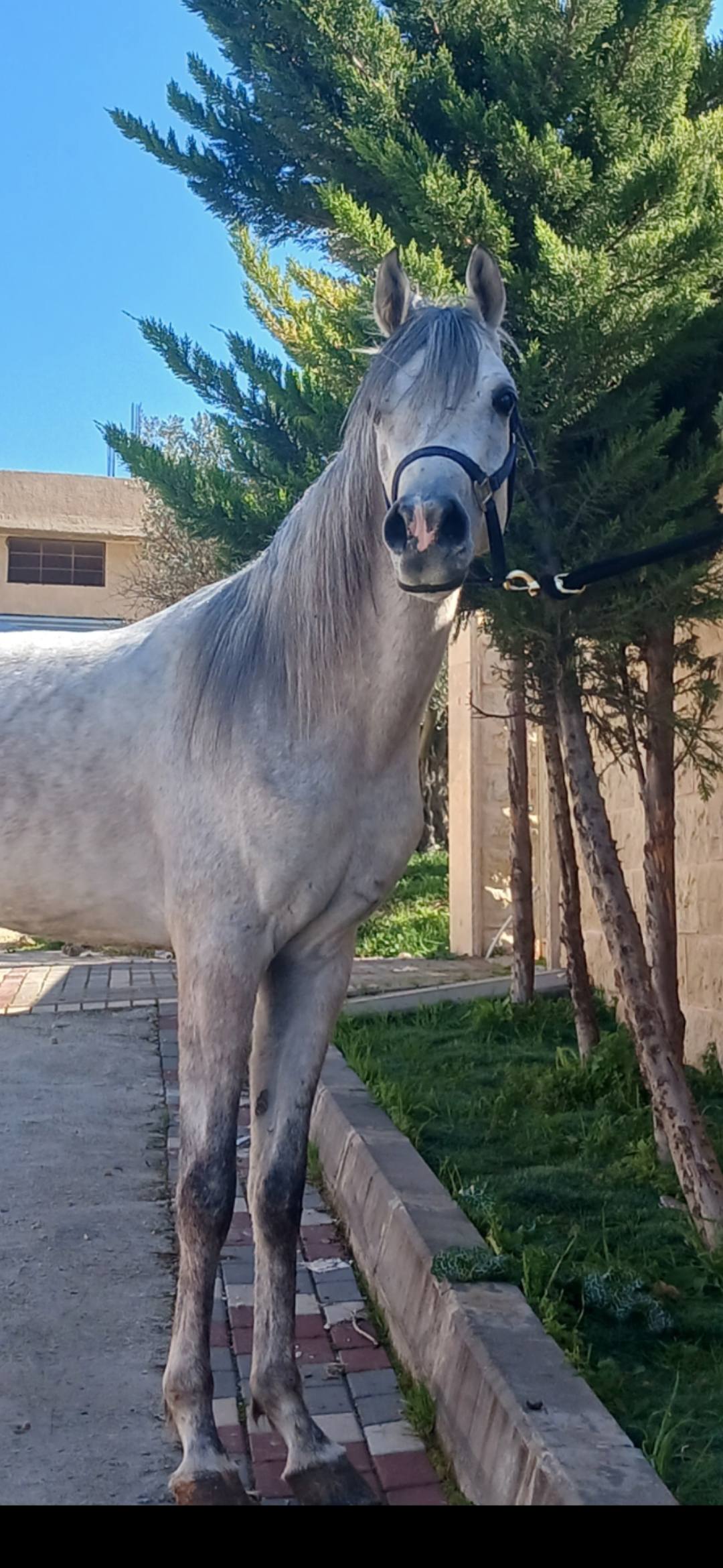 مهر عربي مصري