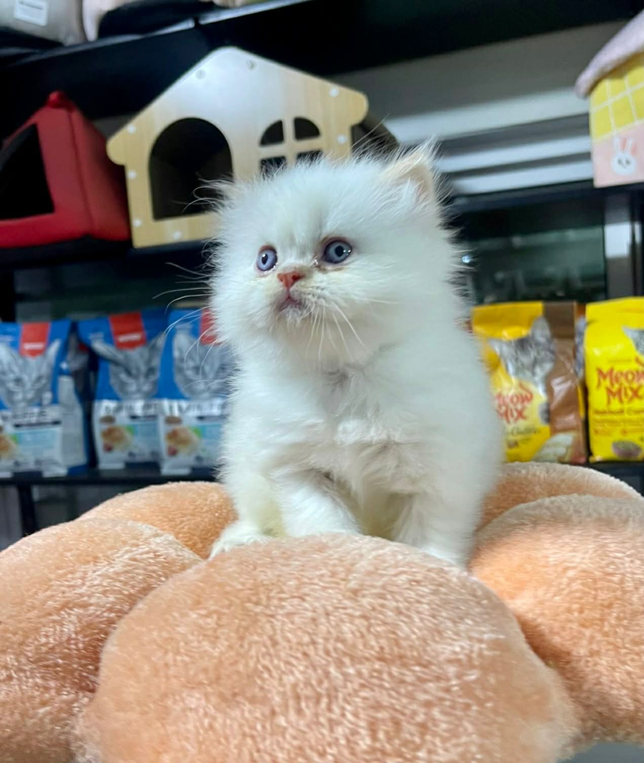 ذكر همالايا