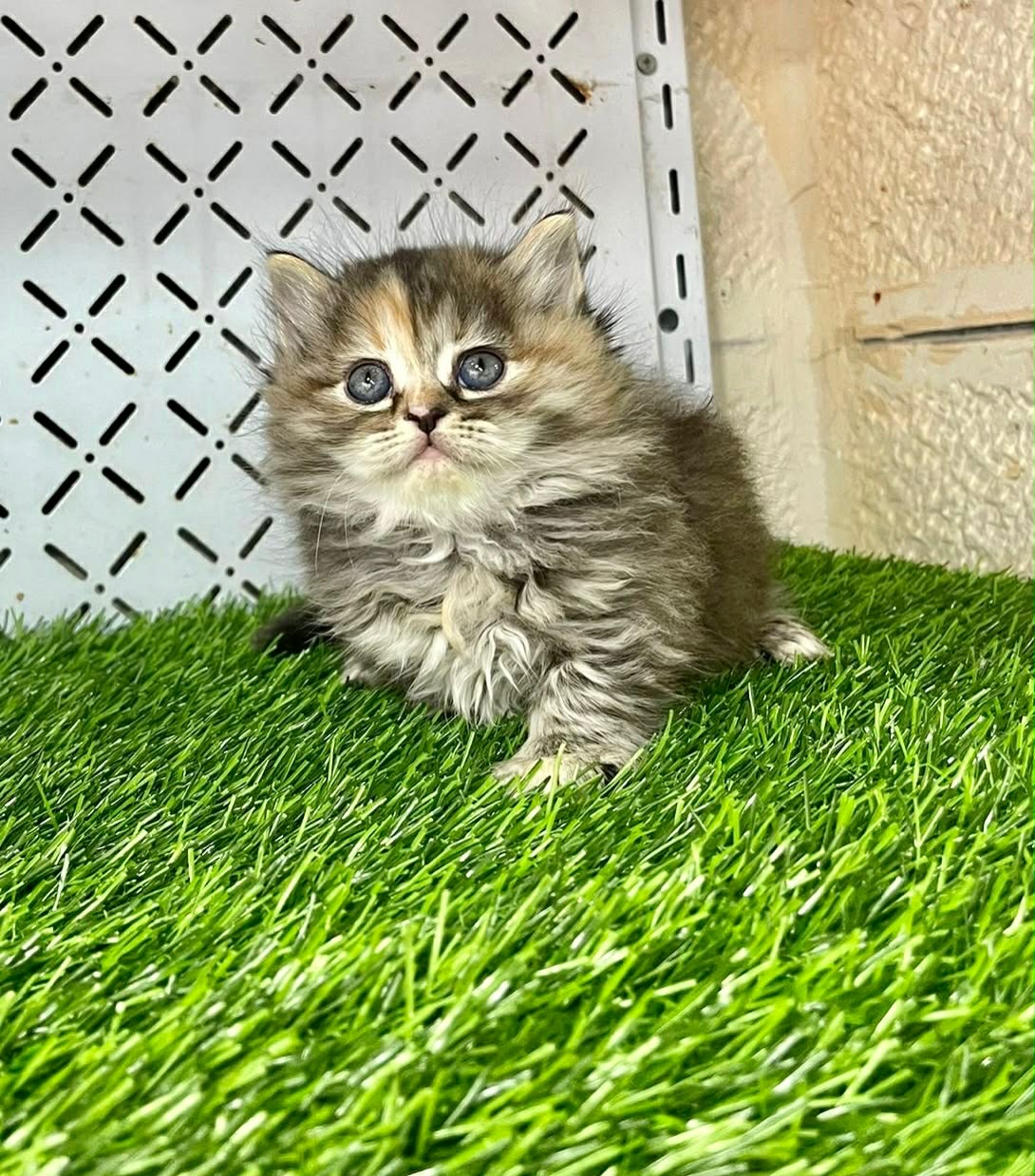 سكوتش ستريت