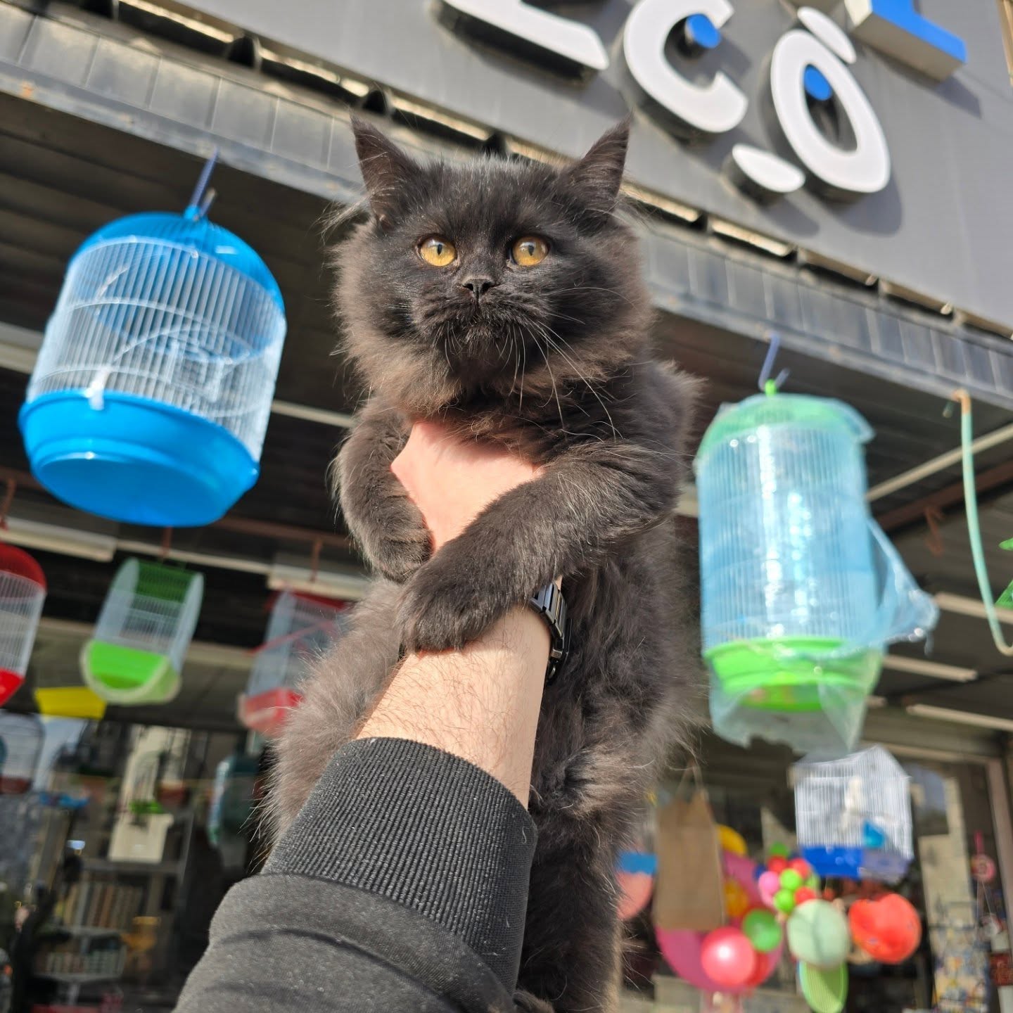 قطط شيرازي للتبني