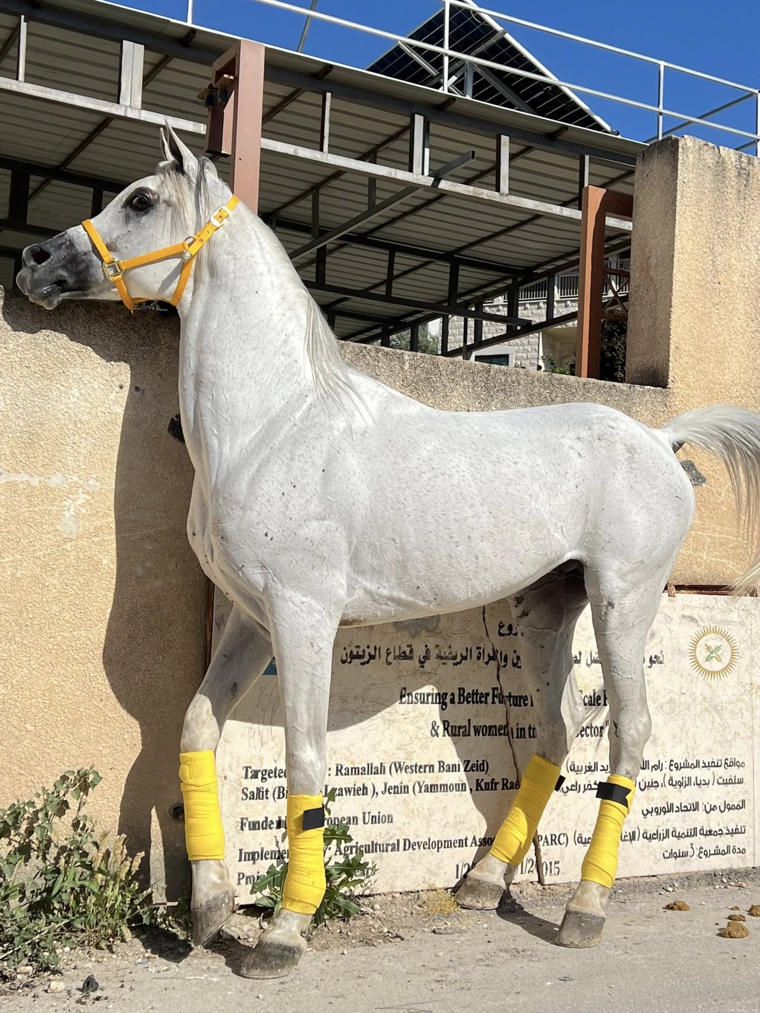 حصان عربي