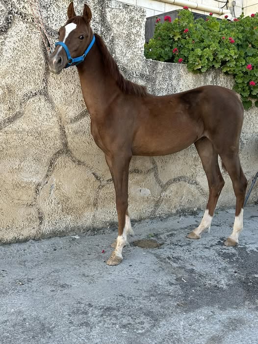 مهرة عربية