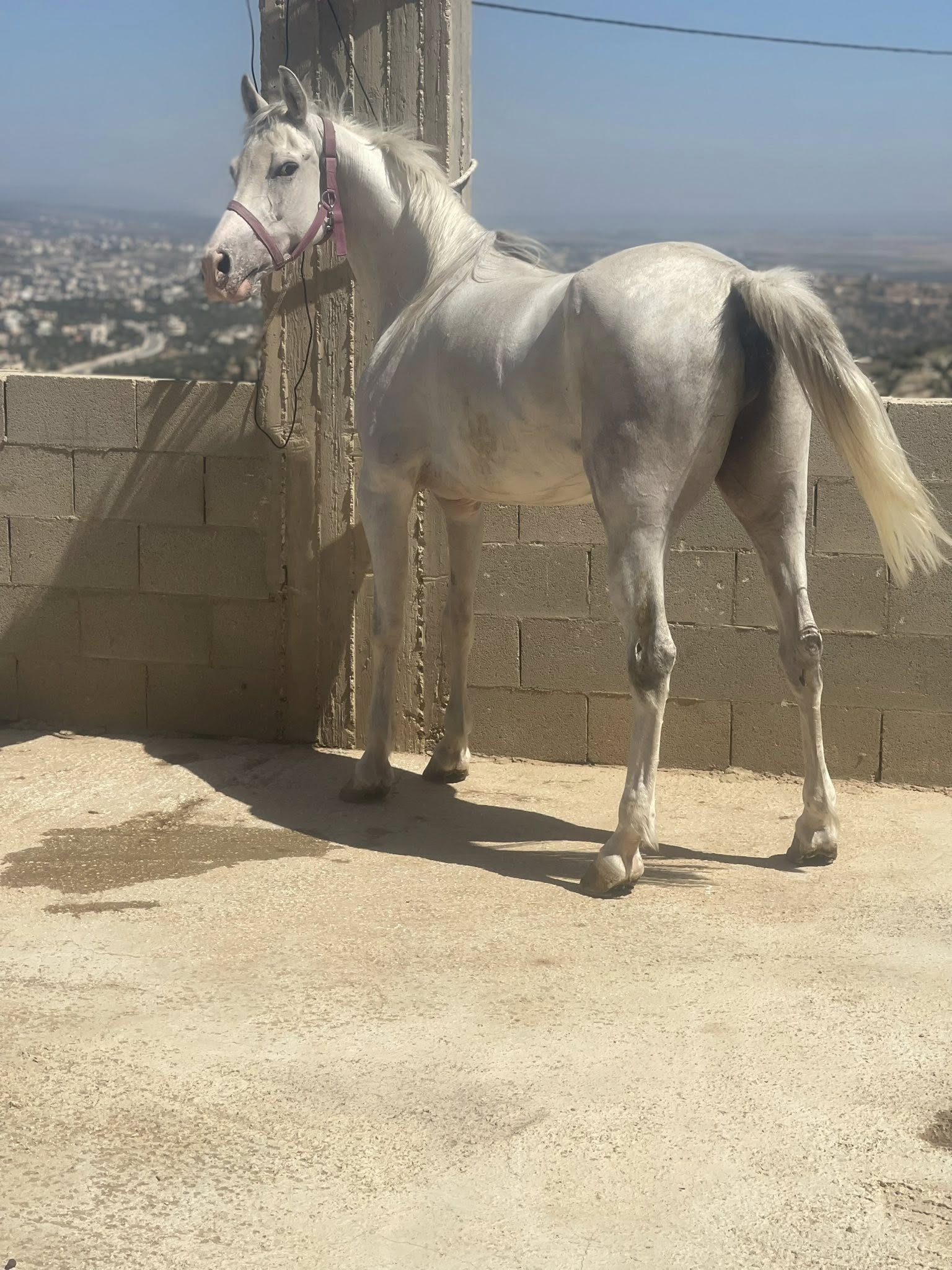 فرس عربية