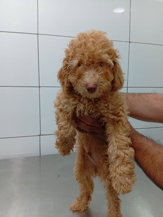 Toy Poodle