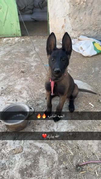 أنثى مالينو