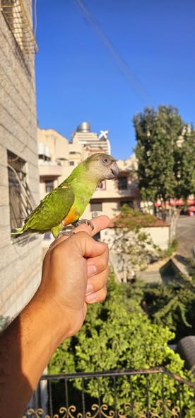 ببغاء السنجال