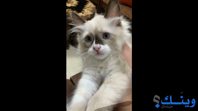 قطه سيامي