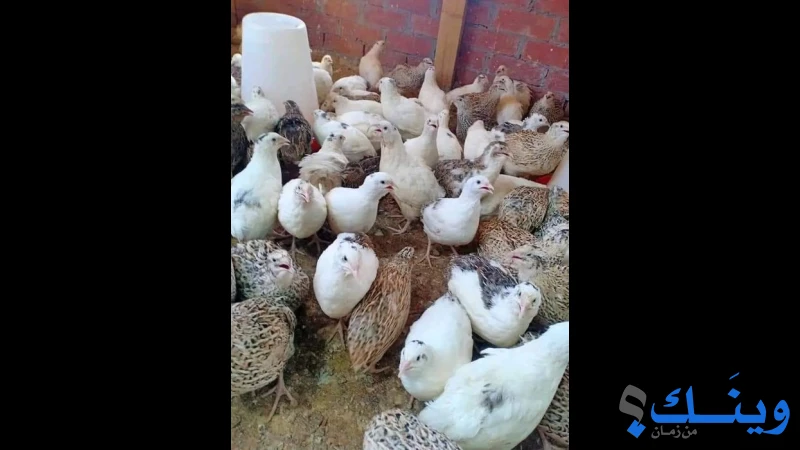 جوز فر جامبو