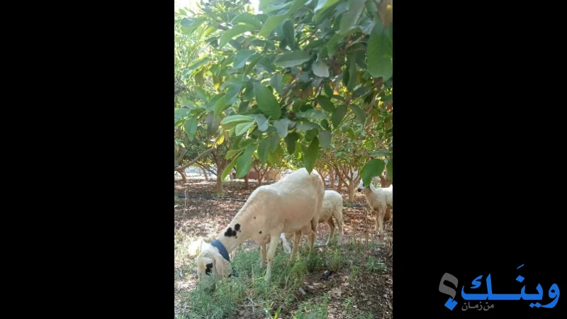 نعاج و بط و وز للبيع