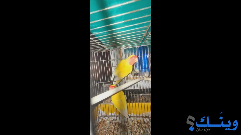 متاح جوزين توكي لاتينو شغالات