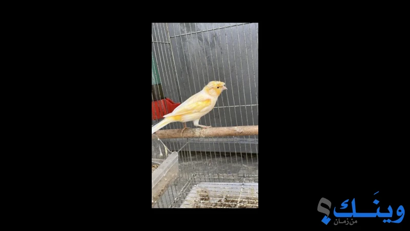 طيور ذكور جاهزة