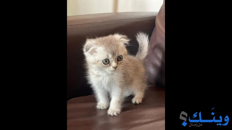 سكوتش فولد عمر شهرين