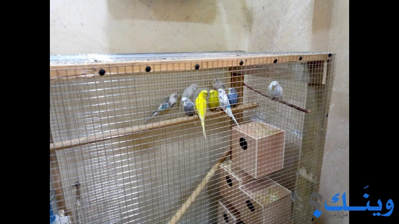 طيور حب